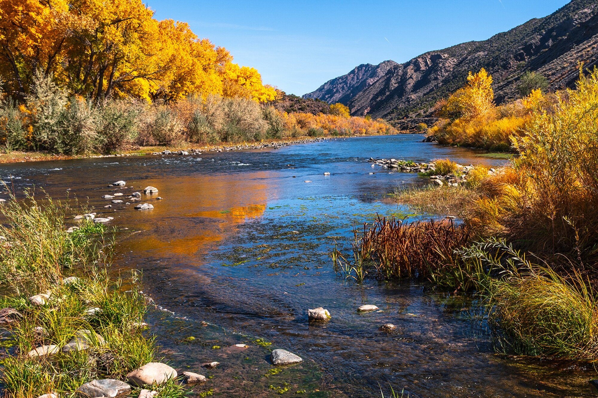 Sophie Says Home Page Footer Cover 1- Revised